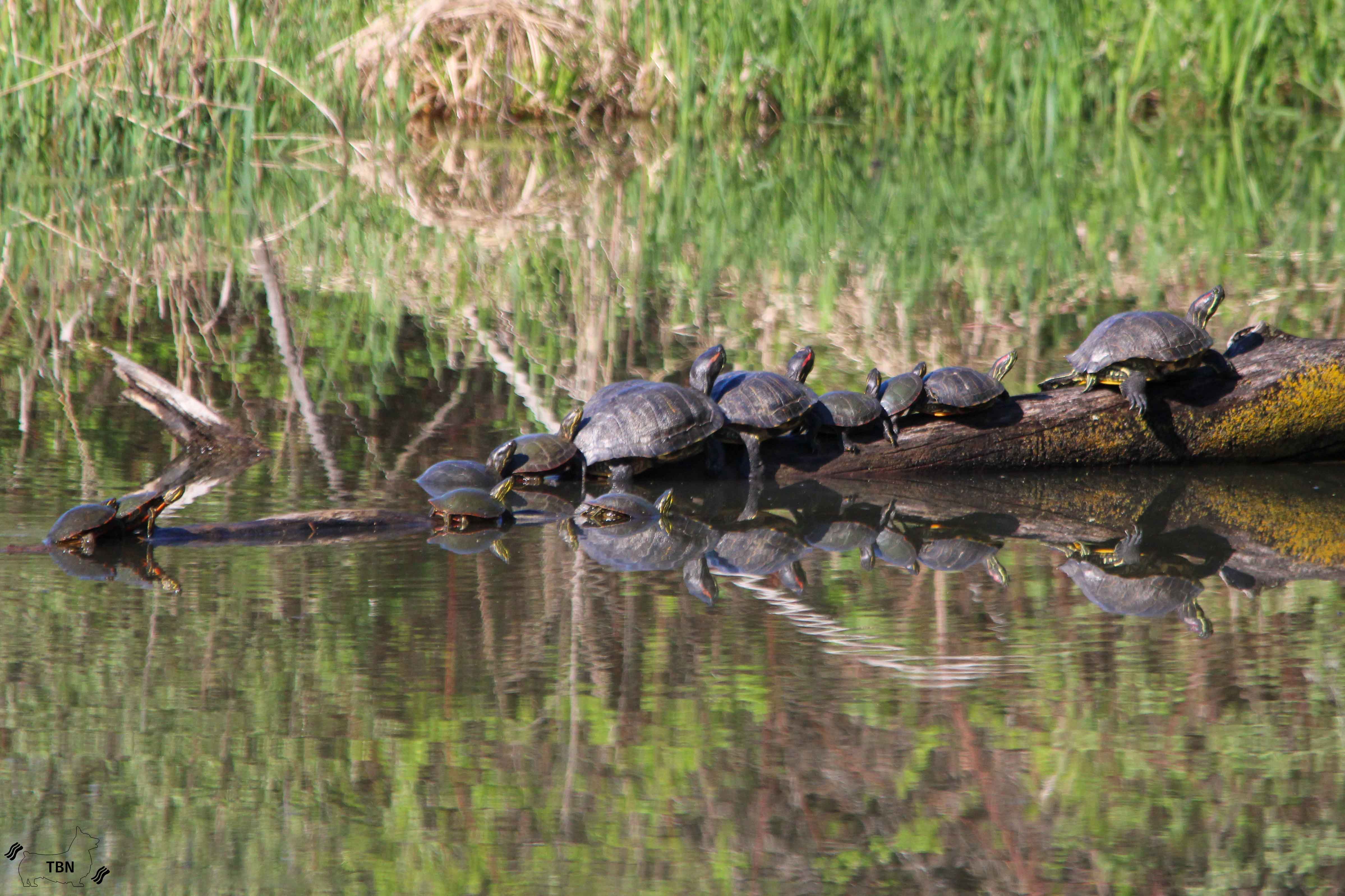 Painted Turtle